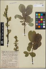 Foto von Salix hastata L.